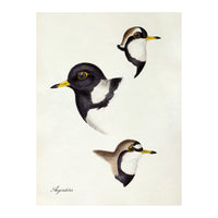 AEGIALITIS - PLOVER bird heads illustration